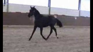 Black Hanoverian Filly  RHAPSODY ggf by Rascalino [upl. by Ley]