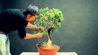 Bonsai styling Juniperus Sabina Yamadori by Viet Luan Tran YouTube [upl. by Tearle594]