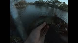 Fishing for natives in the Wimmera River [upl. by Jeanine216]