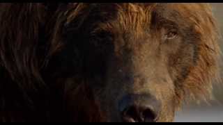 Disneynatures Bears  Trailer  Official  HD [upl. by Ahsets831]