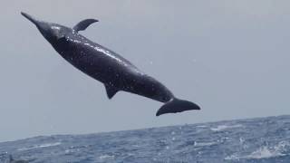 majestueux sauts de dauphins libres [upl. by Broeker]