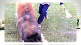 quotLeonbergerquot movie about our leonbergers quotA Dogs Lifequot [upl. by Sanferd]