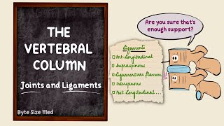 The vertebral column  Joints and Ligaments  The skeletal system  Osteology  Anatomy Doodles [upl. by Aneet]