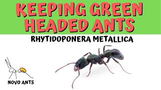 Keeping Green Headed Ants  Rhytidoponera metallica  NOVO ANTS [upl. by Maudie]