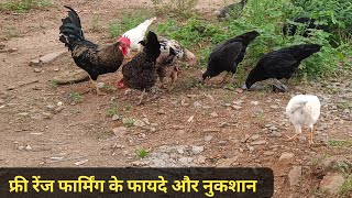 फ्री रेंज फार्मिंग के फायदे और नुकसान  sonali murgi palan  kroiler ffg farming  deshi murgi [upl. by Ecinreb]