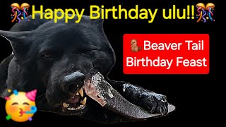 Happy Birthday Ulu  My Dogs Beaver Tail Birthday Feast [upl. by Rodie]