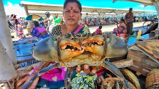 Pazhaverkadu Crab LIVE  Kasimedu Fish Market  Pulicat Live Crab  Palaverkadu River Crabs [upl. by Rocker]