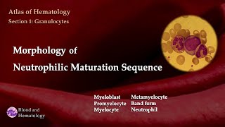 Morphology of Neutrophilic Maturation Sequence [upl. by Koeppel]