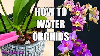 Orchid Care for Beginners  How to water Phalaenopsis Orchids [upl. by Kirsch]