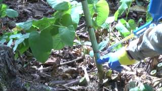 Knotweed identification and control through stem injection [upl. by Jeffery]