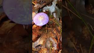 Viscid violet cort mushrooms nature  fungus mushroom viscidcort [upl. by Icam102]