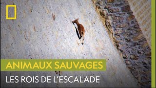 Le charismatique bouquetin sauvage et ses étonnantes capacités descalade [upl. by Shaun]