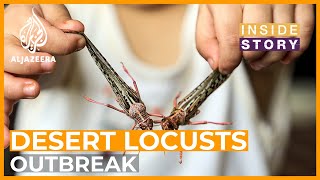 Whats caused an outbreak of desert locusts in East Africa and South Asia  Inside Story [upl. by Er]