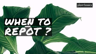 Peace Lily Care Tips and when to Repot [upl. by Jaclin]