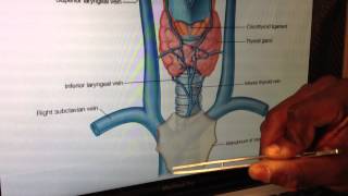 Larynx Anatomy 5 of 5 Vessels Nerves amp Basic Clinical Anatomy  Head and Neck Anatomy 101 [upl. by Nnaeoj629]