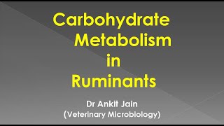 Carbohydrate Metabolism in Ruminants [upl. by Assili]