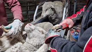 Saving sheep from footrot with the 37mm Mobishear cordless secateur [upl. by Maridel]