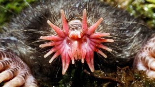 Top 10 Bizarre Looking Animals [upl. by Ydnac934]