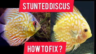 HOW TO  FIX STUNTED DISCUS [upl. by Rammus]