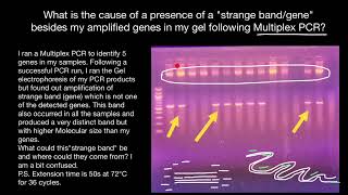 Extra bands in gel following Multiplex PCR [upl. by Derril]