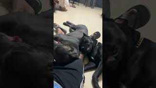 Cane corso are cuddlers [upl. by Balbinder]