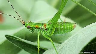 Fork Tailed Bush Katydid  Scudderia Furcata  Backyard Nature [upl. by Lacombe]