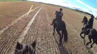 Friesians Scotland Experience [upl. by Ledniahs]