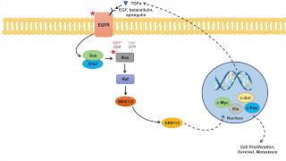 Ras Raf MAPK Pathway and Cancer  Mutations Cancer Pathogenesis and Chemotherapy [upl. by Derwood]