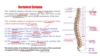 Anatomy amp Physiology 59 Vertebral Column  Introduction of Vertebral Column  Vertebral Column [upl. by Itida425]