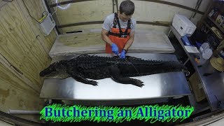 Alligator Butchering GRAPHIC Detailed Full Length [upl. by Gwenni398]