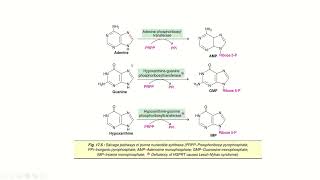 Salvage Pathway For Purines Malayalam [upl. by Tallula]