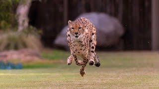 Cheetah amp Puppy Pal Run Together [upl. by Gerson]