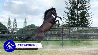 ETE INDIEN Summer FrontEast India by Mizzen Mast COOL SUMMER FARM FEATURED STALLION 2024 [upl. by Finn]