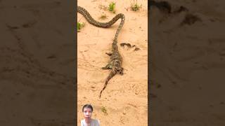 Python vs Huge Lizard Witness the Snakes Impressive Power  Minthy Amazing Animal [upl. by Adamsen]