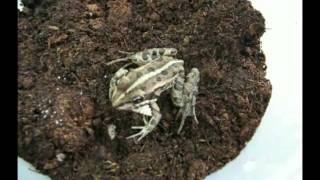 Frog versus Epomis beetle larva [upl. by Raamal]