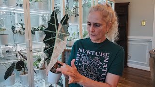 Alocasia In Pon How To Plant With Pon Alocasia Care For Beginners Rare Variegated Alocasia Care [upl. by Nnaesor]