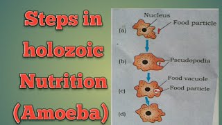 Steps in holozoic Nutrition Chapter 6 NCERT  Video 4 [upl. by Ramsa90]