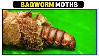 The Secret Life of Bagworm Moths Natures Hidden Architects [upl. by Mavis]