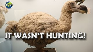 Why the Dodo went extinct [upl. by Alleber]