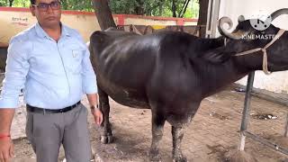 Black Quarter  BQ Cow  Treatment Protocol  veterinary practice video [upl. by Melas738]