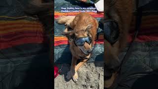 🐶 Americaல நாய் கடல் அலைச்சறுக்கு HobbyExplorer அமெரிக்கா Tamil Funny Dog Beach Surfing [upl. by Bernt]