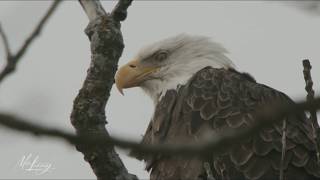 Bald Eagle Pairs of Cohoes NY [upl. by Enelrad409]