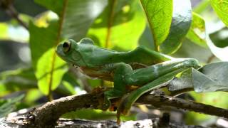 Malabar Gliding Frog Rhacophorus malabaricus female after completion of her nest [upl. by Cutty556]