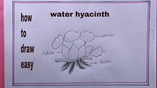 how to draw water hyacinth easywater hyacinth drawing easy [upl. by Nowed887]