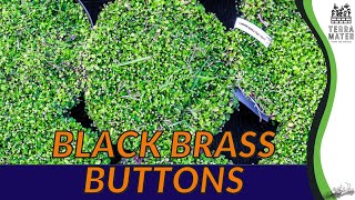 BLACK BRASS BUTTONS Care Guide and Tips for Leptinella squalida 🌿⚫️ [upl. by Jaime]