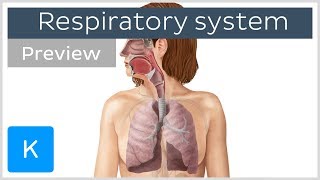 Organs of the respiratory system preview  Human Anatomy  Kenhub [upl. by Nnayelhsa]