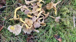 Chanterelles en tube un 15 février 😮😮 et qqes nouvelles des cultures de morilles [upl. by Cordelie717]