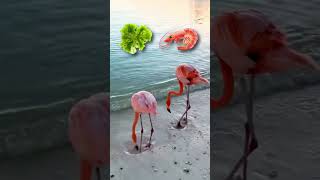 How Flamingos Get Their Pink Color [upl. by Avir]