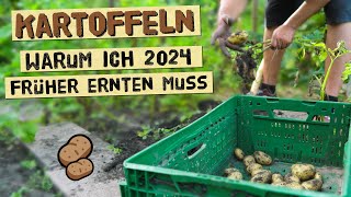 Warum du Kartoffeln 2024 früher ernten solltest wenn du diese Probleme hast  Knollenfäule im Boden [upl. by Offen]