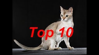 Top 10 des plus beaux chats du monde 2017 [upl. by Mehcanem]